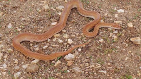 Brown House Snake
