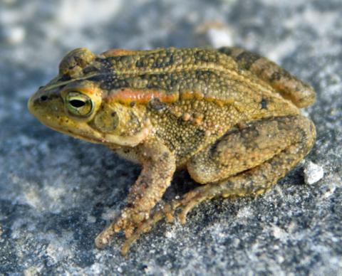 Lemaire's Toad