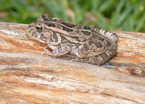 Lemaire's Toad