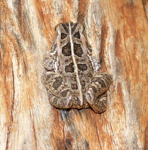 Lemaire's Toad