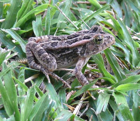 Lemaire's Toad