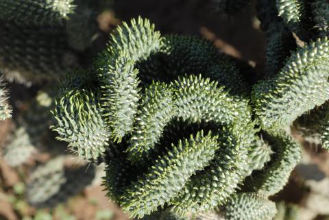 Cylindropuntia fulgida var. mamillata