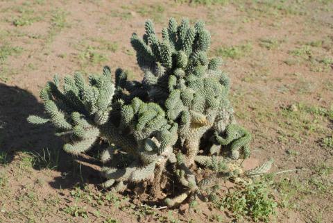 Cylindropuntia fulgida var. mamillata