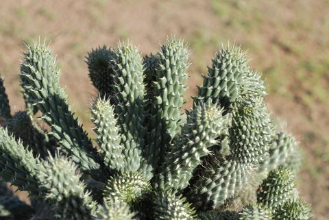 Cylindropuntia fulgida var. mamillata