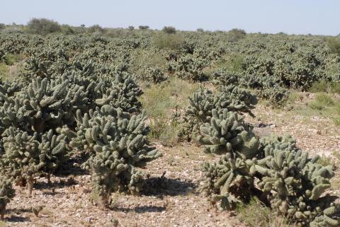 Cylindropuntia fulgida var. mamillata