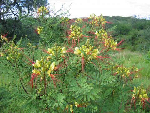 Caesalpinia gilliesii