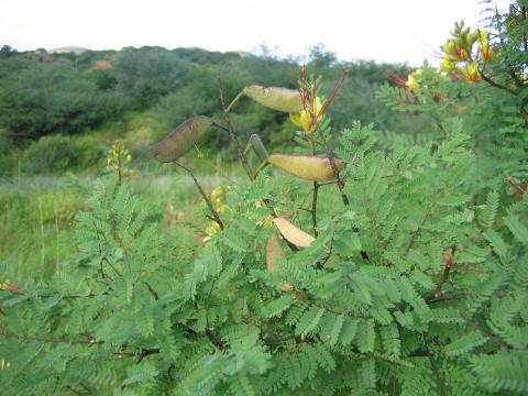 Caesalpinia gilliesii