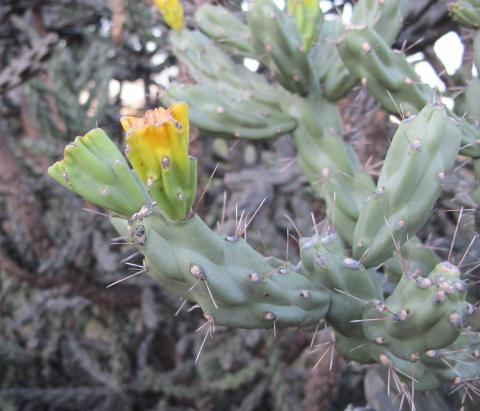 Cylindropuntia imbricata