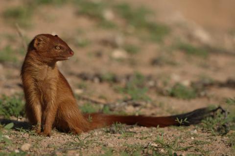 Slender mongoose