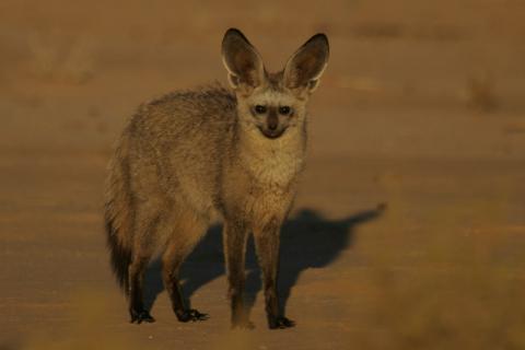 Bat-eared fox