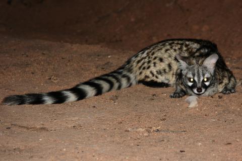 Small-spotted genet