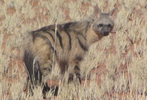 Aardwolf