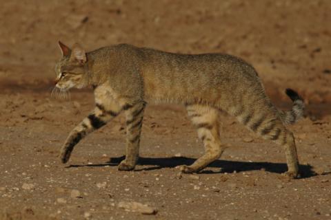 Southern African wild cat
