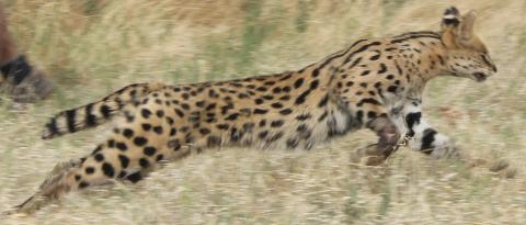 Serval