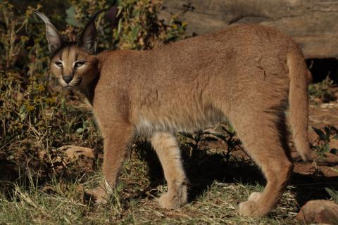 Caracal