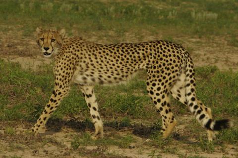 Cheetah