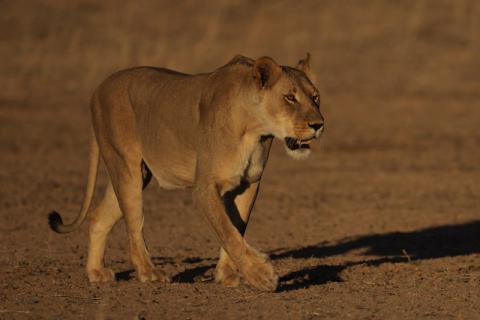 Lion