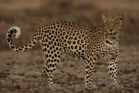 Leopard