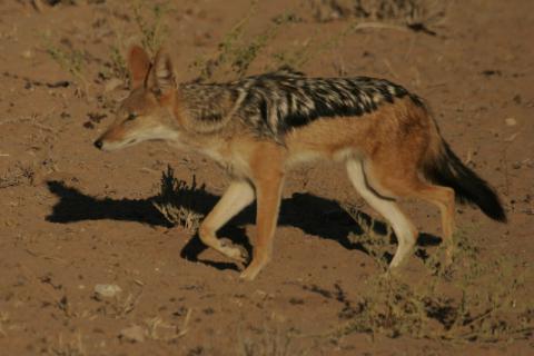 Black-backed Jackal