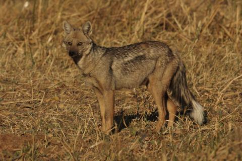 Side-striped Jackal