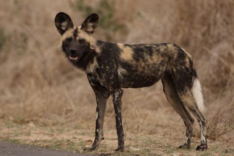Wild dog