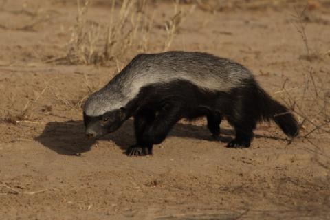 Honey badger