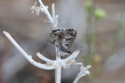 Cacyreus lingeus