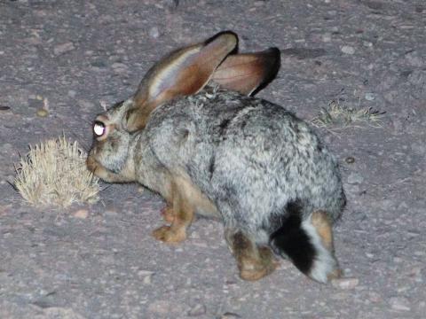 Cape hare
