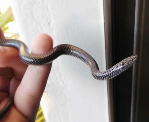 Cape Wolf Snake