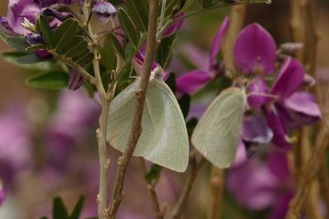 Catopsilia florella