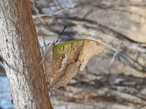 Charaxes candiope