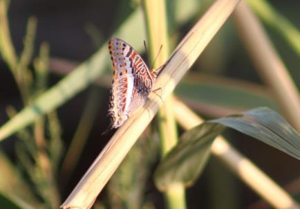 Charaxes jasius