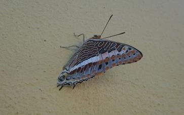 Charaxes jasius