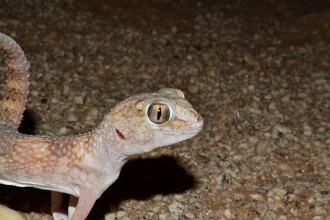 Namib Giant Ground Gecko