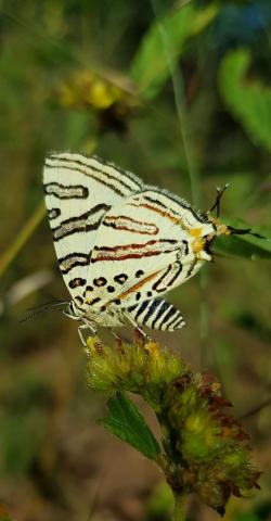 Cigaritis natalensis