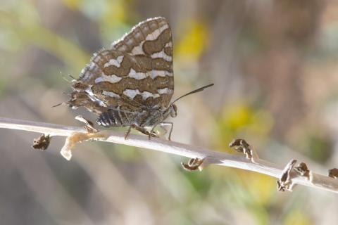 Cigaritis phanes