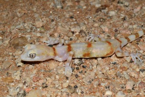 Gecko, Cape Cross Ground