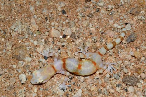 Gecko, Cape Cross Ground