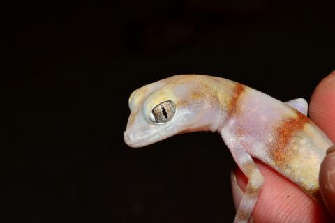 Gecko, Cape Cross Ground
