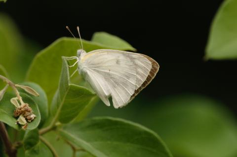 Colotis eris Female