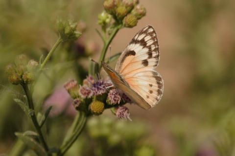 Colotis amata