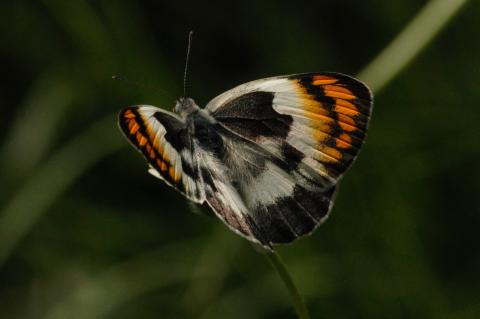 Colotis evenina