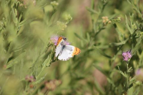 Colotis evenina