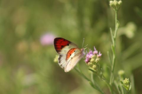 Colotis danae
