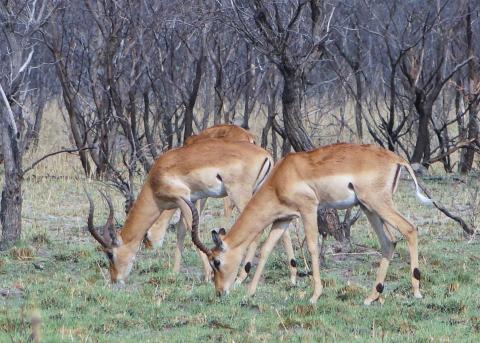Common impala