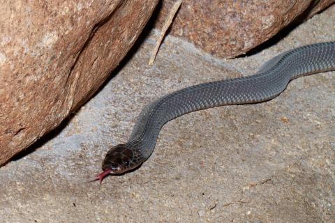 Common File Snake
