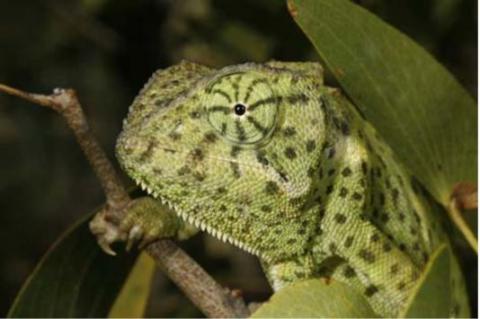 Chameleon, Common Flap-neck