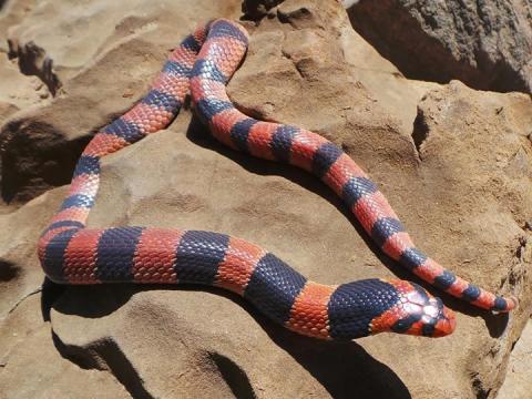 Cape Coral Shield Cobra