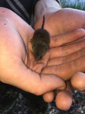 Swamp musk shrew