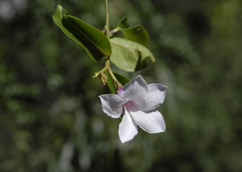 Cryptostegia grandiflora